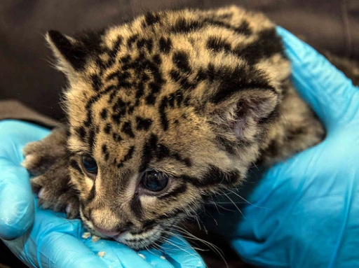 clouded leopard