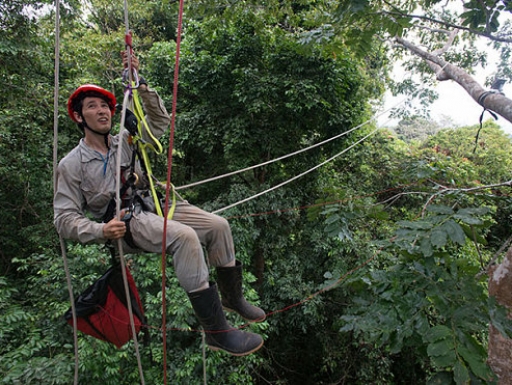 A research scientist zips through a treeline canopy.