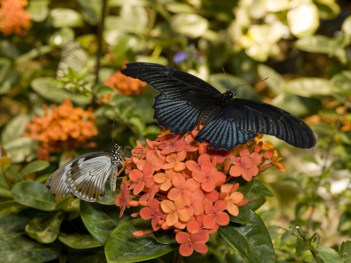 butterfly on a flower.