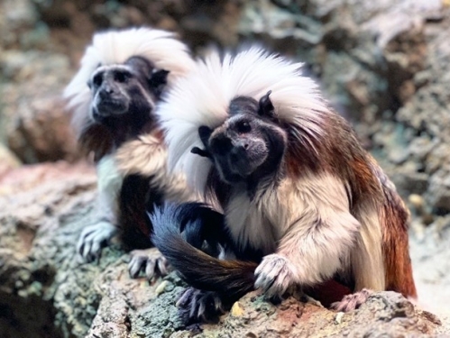 Two small animals with dark fur faces and long white hair sit on rocks.