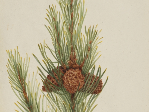 Lodgepole Pine