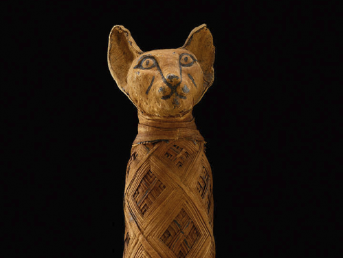 cat mummy